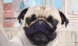 爆料人巴哥巴弟视频合集,揭秘爆料背后的精彩瞬间