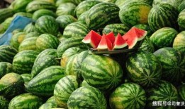 西瓜嫁接圈内爆料,揭秘嫁接技术新动态与行业秘密