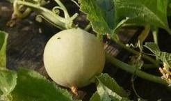 吃甜瓜最新事件爆料视频