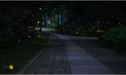 萤火虫光锥爆料视频,神秘生物的奇妙之光