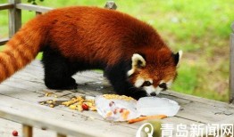 动物世界最新爆料,揭秘神秘生物新发现，探索未知生态奥秘