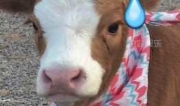 娱乐吃瓜酱情侣,甜蜜互动，揭秘明星爱情故事