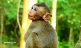 可爱的罗拉在线观看,在线观看的甜蜜冒险之旅