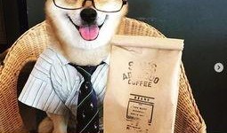 初犬第一部在线观看,热血青春，勇闯江湖