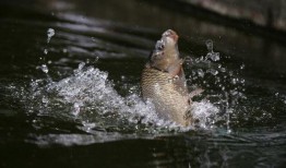 钓鱼爆料视频大全集下载,揭秘垂钓技巧与精彩瞬间