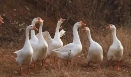 大鹅网红爆料视频大全集