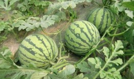 西瓜嫁接圈内爆料,揭秘嫁接技术新动态与行业秘密