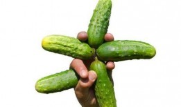 新瓜最新爆料黄瓜,黄瓜背后的秘密大揭秘