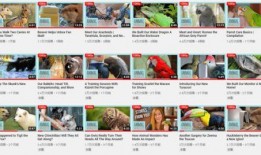 萨博爆料土豹子视频在线观看,土豹子视频在线观看背后的故事