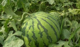 西瓜嫁接圈内爆料,揭秘嫁接技术新动态与行业秘密