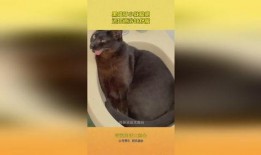 黑喵早期爆料视频大全,揭秘娱乐圈幕后风云