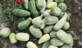 免费吃的瓜,揭秘那些让你欲罢不能的免费美食诱惑