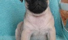 爆料人巴哥巴弟视频合集,揭秘爆料背后的精彩瞬间